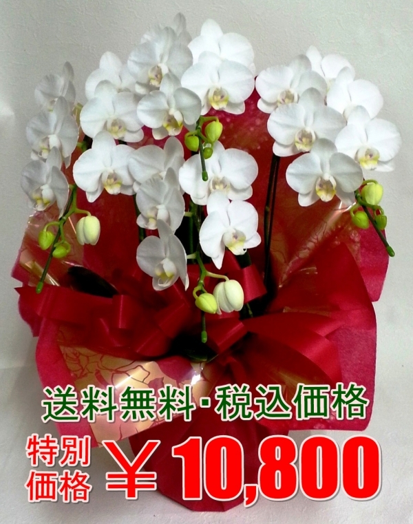 胡蝶蘭専門店！東京都内に高品質で低価格！な胡蝶蘭を配送！新着情報